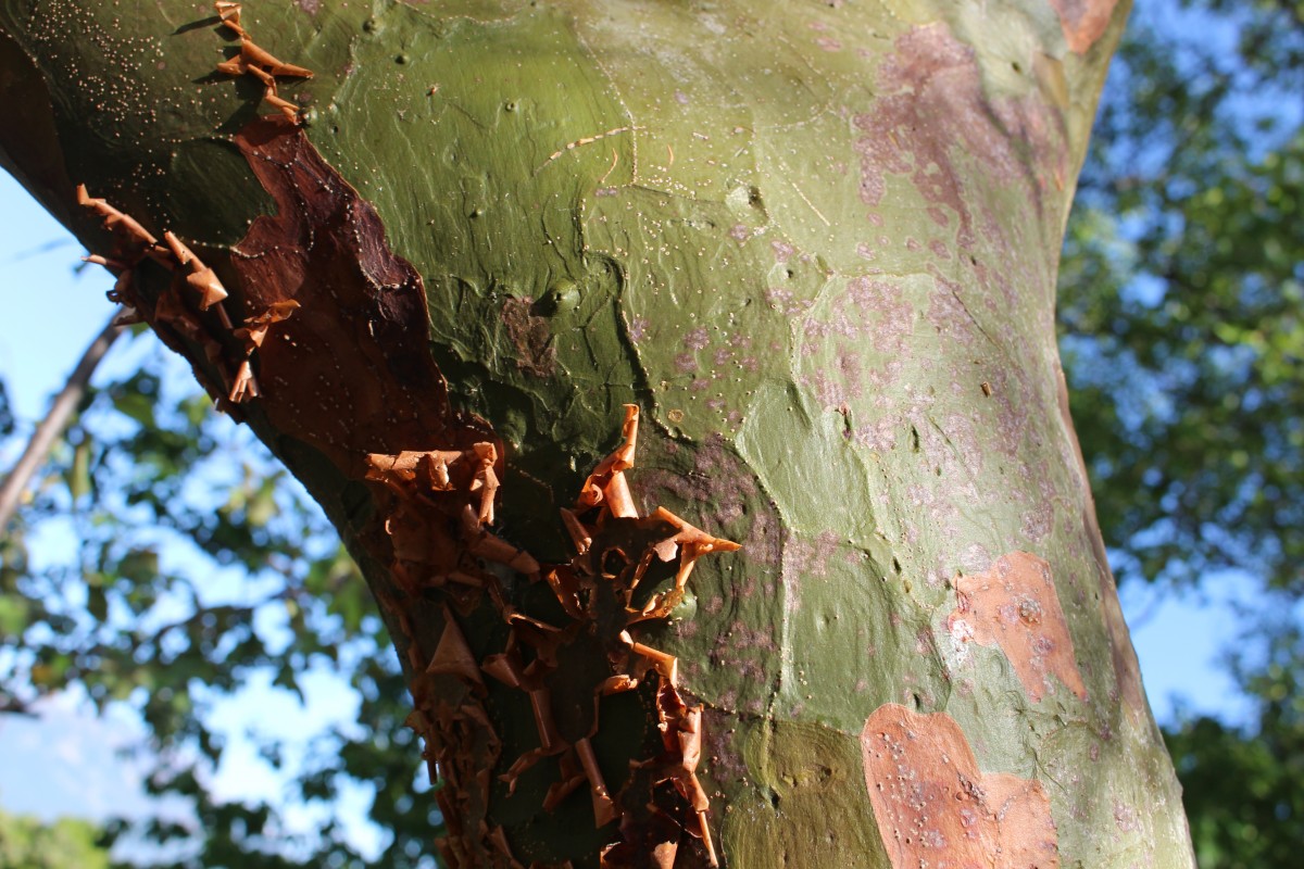 Commiphora caudata (Wight & Arn.) Engl.